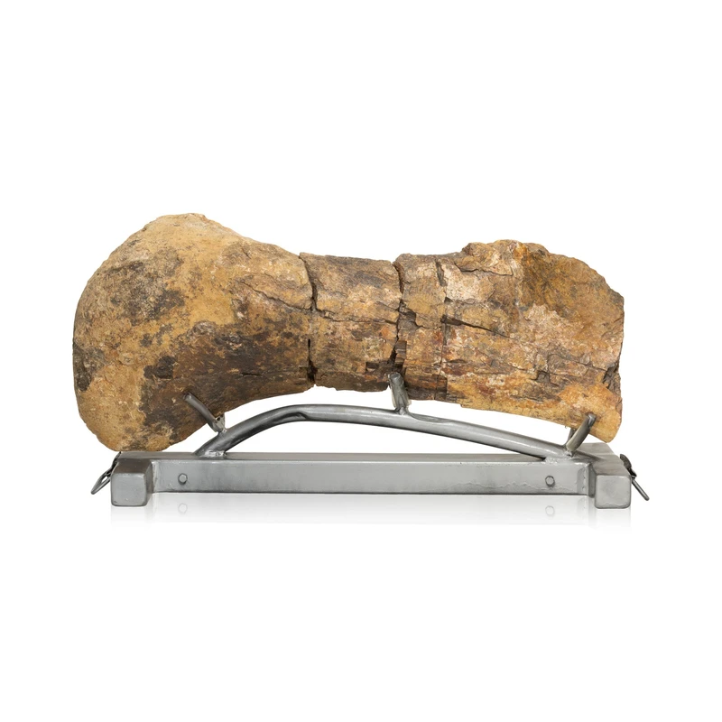Cretaceous Period Hadrosaur Bone